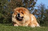 CHOW CHOW 419